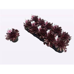 Sempervivum   ...