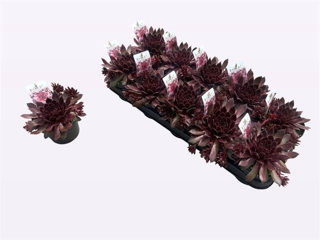 <h4>Sempervivum   ...</h4>