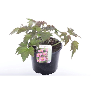 Anemone hybr. Hadspen Abundance