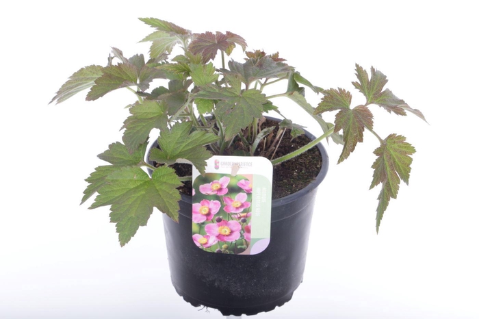 <h4>Anemone hybr. Hadspen Abundance</h4>