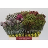 Kaaps Groen Mix in emmer