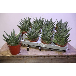 arr8 Gasterhawor Roy High