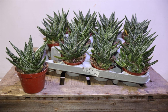 <h4>arr8 Gasterhawor Roy High</h4>