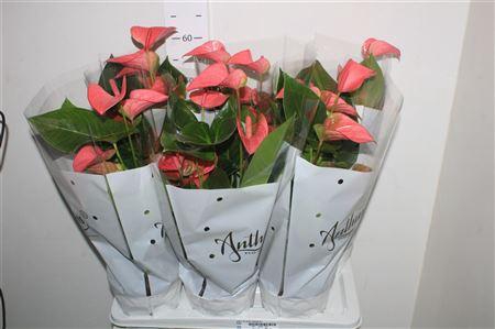 <h4>Anthu An Pink Champi 8+</h4>