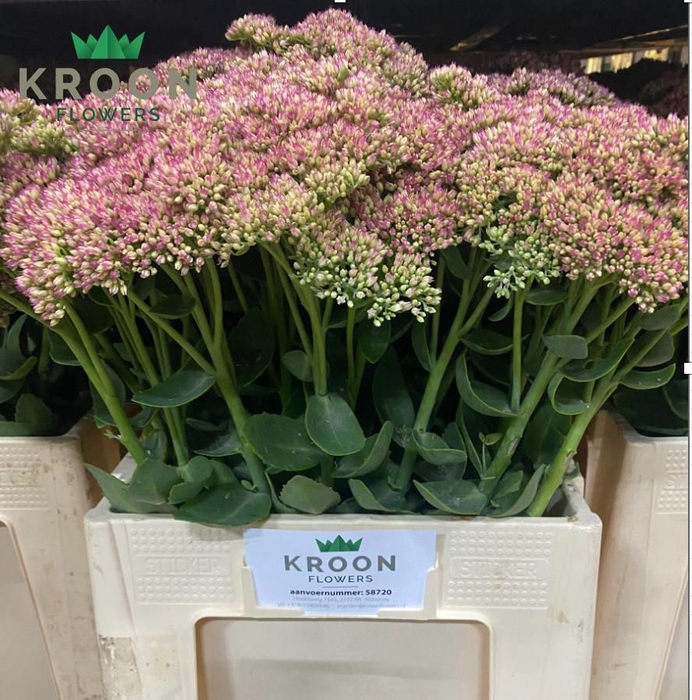 <h4>SEDUM SPECTABILE</h4>