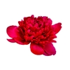 Paeonia Belgravia