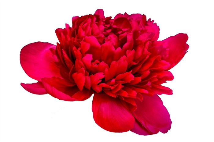 Paeonia Belgravia