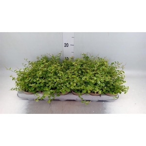 Ficus pumila 'White Sunny'