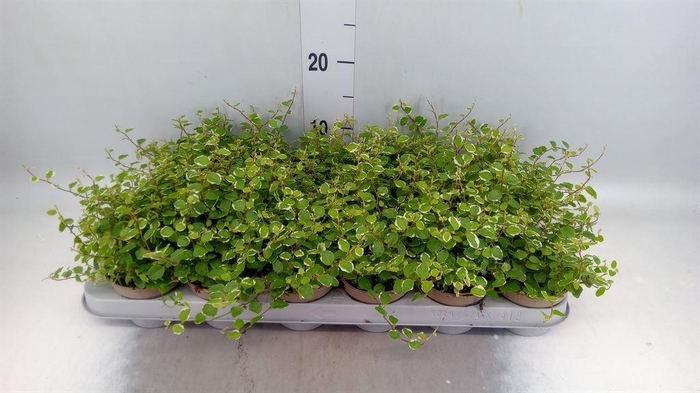 <h4>Ficus pumila 'White Sunny'</h4>