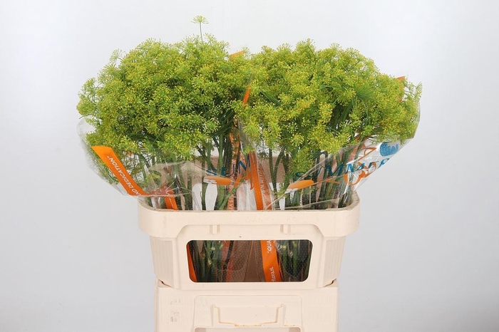 <h4>Anethum Graveolens</h4>