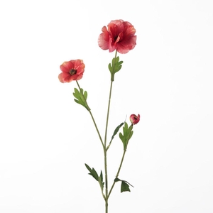AF Ranunculus Bu L58cm Beauty