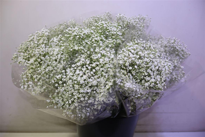 <h4>Gyps Pa Zi Discovery</h4>