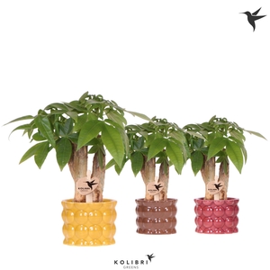 Kolibri Greens Pachira in Cotton pot yellow mix