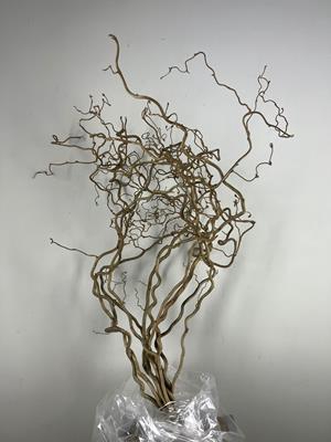 <h4>Corylus (2-jarig)</h4>