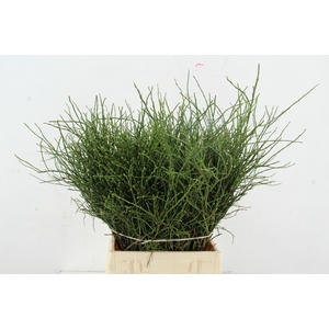 Vaccinium bosbes per bunch