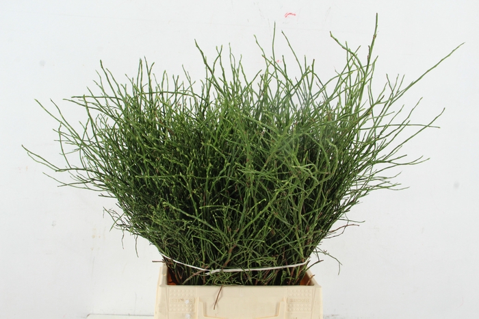 <h4>Vaccinium bosbes per bunch</h4>