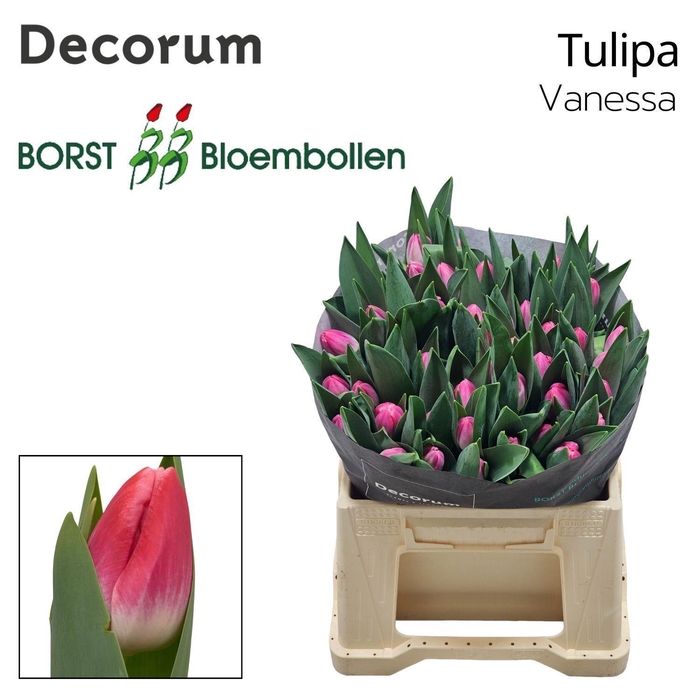 <h4>TU EN VANESSA</h4>