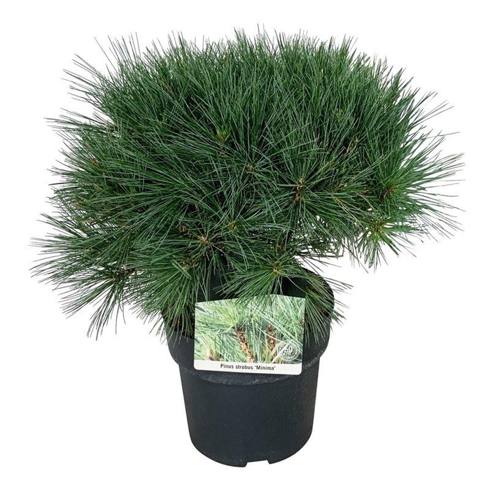 <h4>Pinus strobus 'Minima'</h4>
