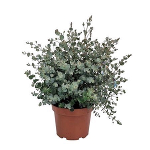 Eucalyptus Gunnii Bush - 1154
