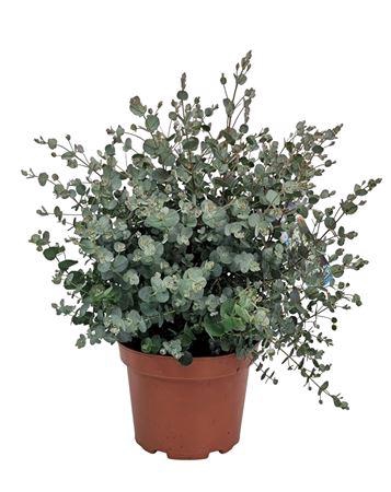 <h4>Eucalyptus Gunnii Bush - 1154</h4>