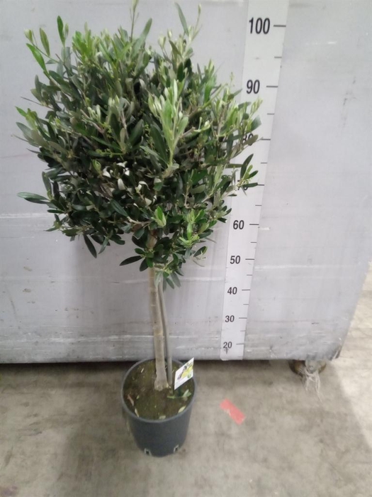 <h4>Olea europaea</h4>