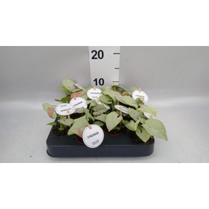Syngonium   ...
