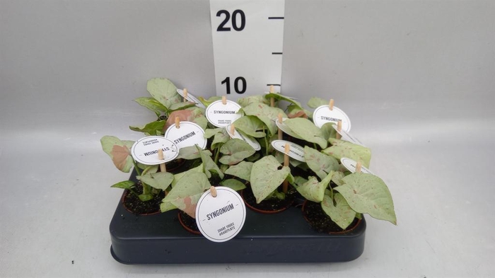 <h4>Syngonium ...</h4>