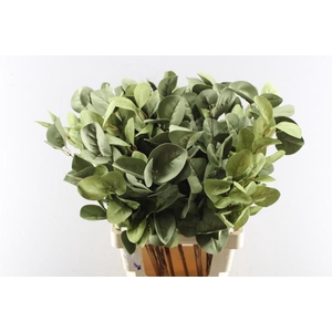 Droog Eucalyptus Grof Green