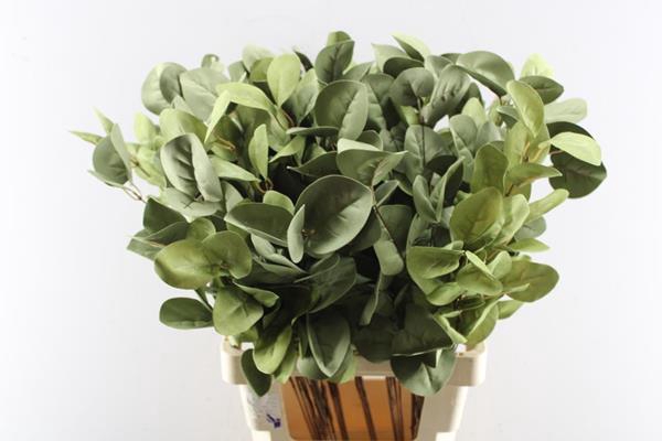 <h4>Droog Eucalyptus Grof Green</h4>