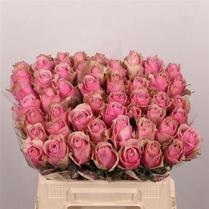 R Gr Athena Royale