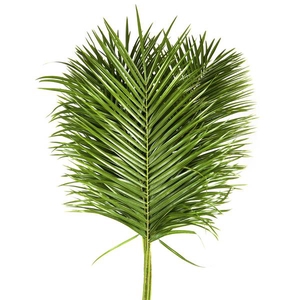 PHOENIX ROEBELINII 80 CM VACUUM