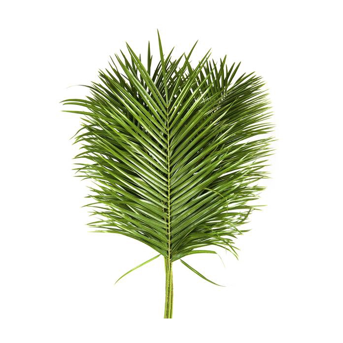 <h4>PHOENIX ROEBELINII 60 CM RIO PALMS</h4>