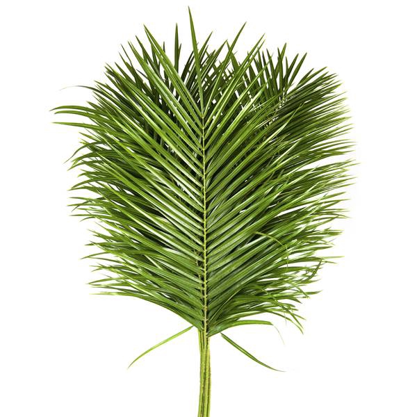 <h4>PHOENIX ROEBELINII 80 CM GREEN OCEAN</h4>