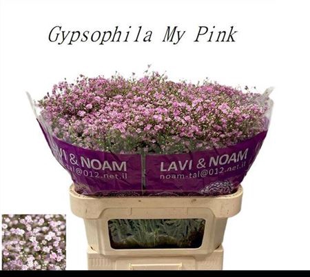 <h4>Gyps Pa My Pink</h4>