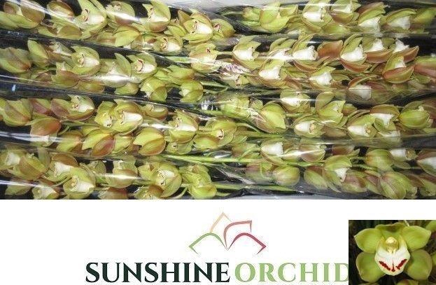 <h4>CYMB MI GREEN DAY</h4>