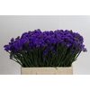 Limonium sinuatum Navy Sun Birds