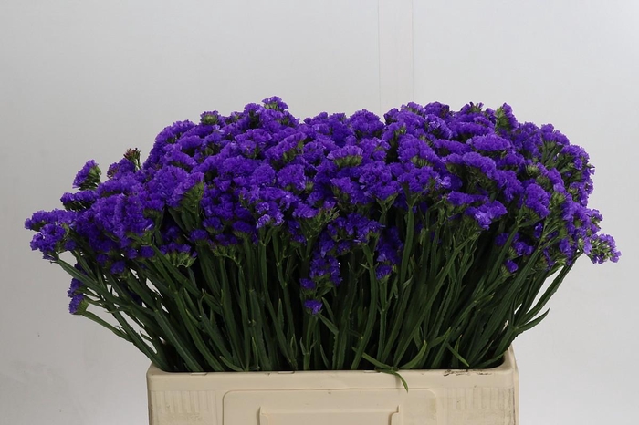 <h4>Limonium Navy Sun Birds</h4>