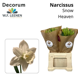Narcissus Snow Heaven 566