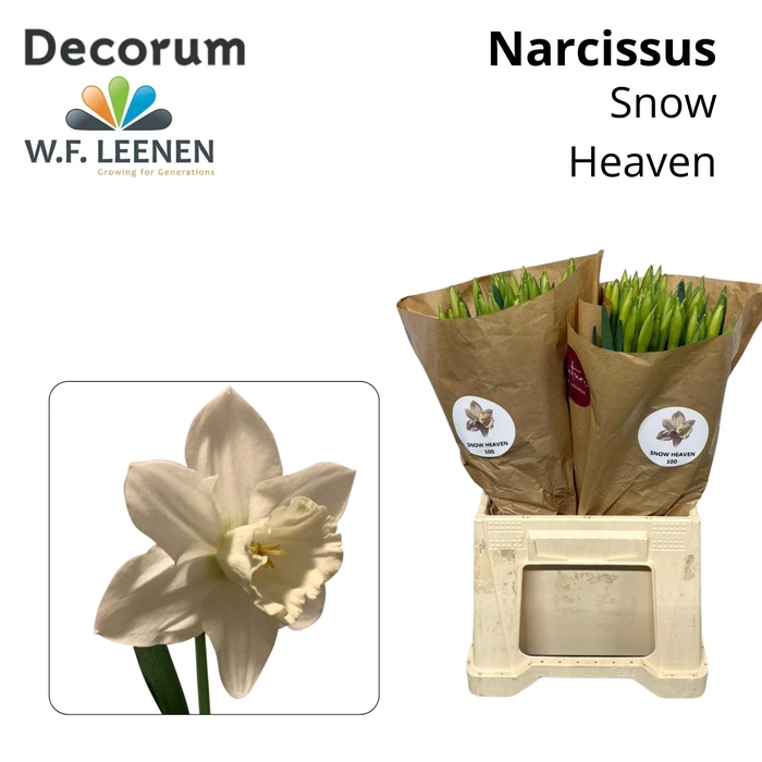 Narcissus Snow Heaven 566