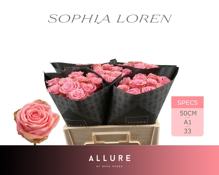 <h4>R GR SOPHIA LOREN ALLURE Allure Specials</h4>