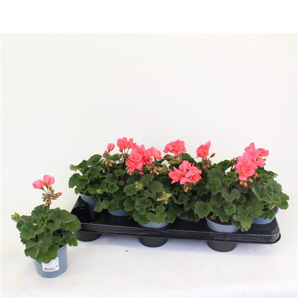 <h4>Pelargonium Zonale Toscane Emma</h4>