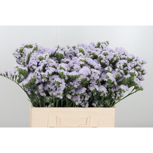 Lim S Tonie Lavender