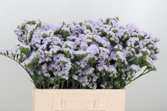 <h4>Lim S Tonie Lavender</h4>