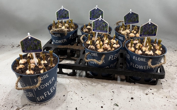 arr8 Arr Muscari In Zinken Pot