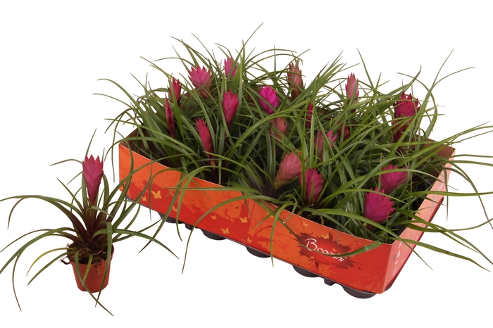 <h4>TILL CYANEA</h4>