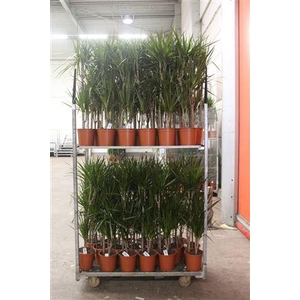 Dra Marginata 60-30-15 Cm