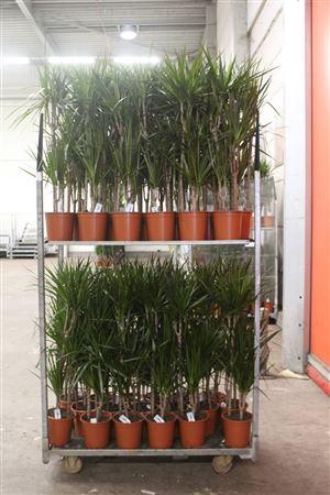 <h4>Dra Marginata 60-30-15 Cm</h4>