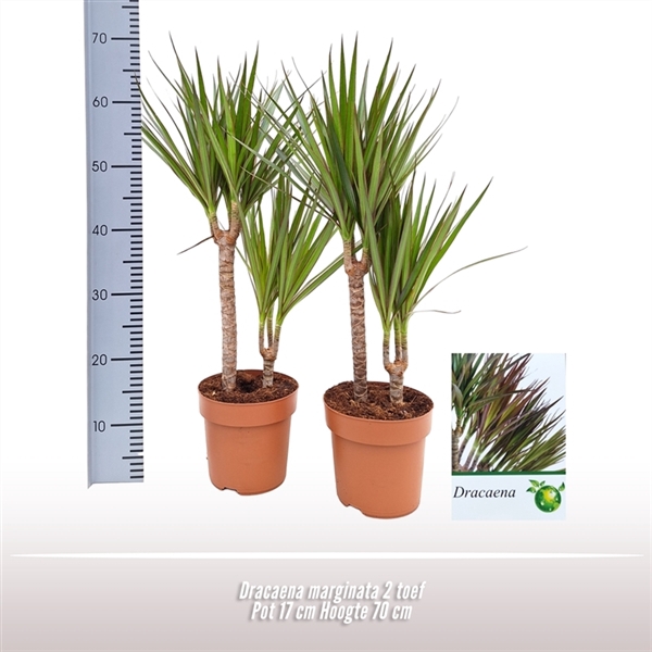 <h4>Dracaena marginata 2 toef</h4>