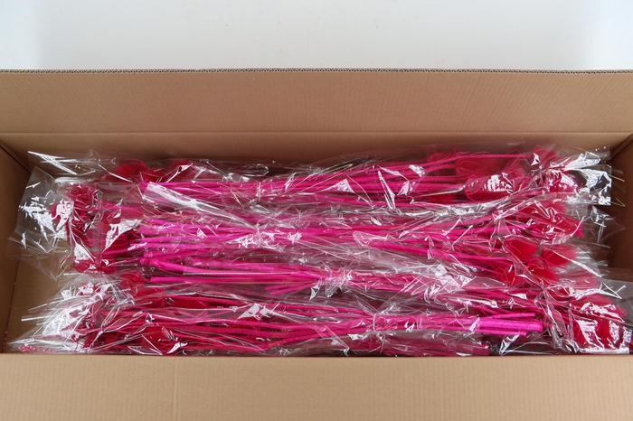 DF Dipsacus Fuchsia Bs 130g