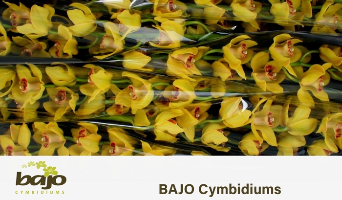 <h4>CYMB T NEVADA</h4>